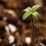 Sticky Queen - Farm #21