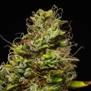 Wedding Cake - Farm #23
