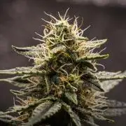 Grape Ape - Farm #23