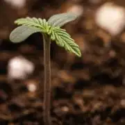 Tropicana Cookies Purple - Farm #21