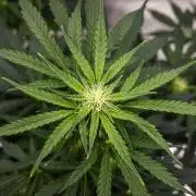 Royal Creamatic - Farm #21