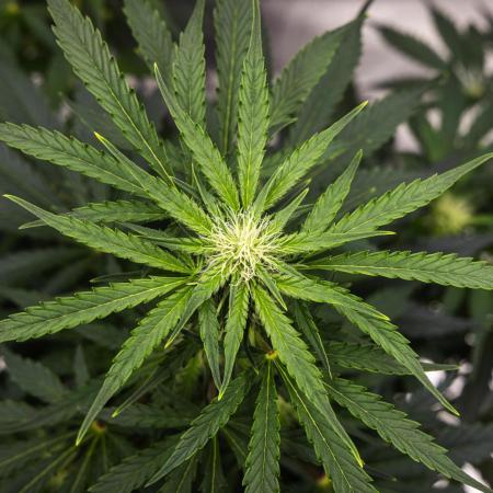 Royal Creamatic - Farm #21