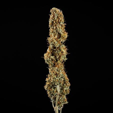 Granddaddy Purple - Farm #19