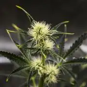Sticky Queen - Farm #21