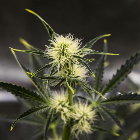 Sticky Queen - Farm #21