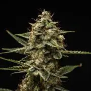Grape Ape - Farm #23