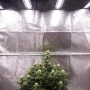 Gaia F1 - Farm #20