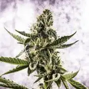 Sticky Queen - Farm #21