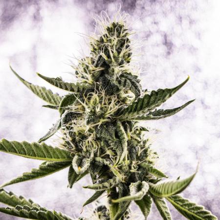 Sticky Queen - Farm #21