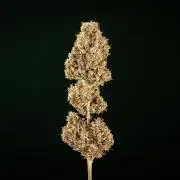 Pink Runtz - Farm #23