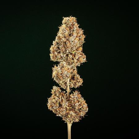 Pink Runtz - Farm #23