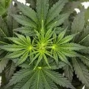 Royal Creamatic - Farm #21