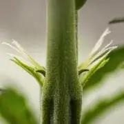 Sticky Queen - Farm #21