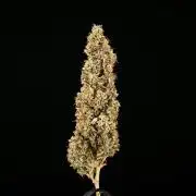 Wedding Cake - Farm #23