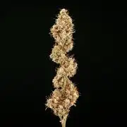 Grape Ape - Farm #23