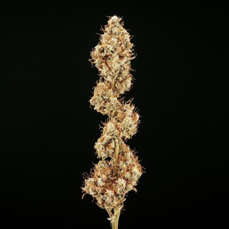 Grape Ape - Farm #23