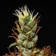 Pink Runtz - Farm #23