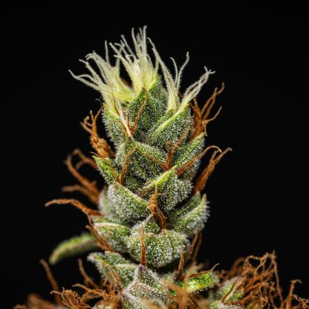 Pink Runtz - Farm #23