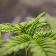 Royal Creamatic - Farm #21