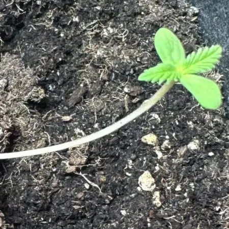 Northern lights by divine seeds!