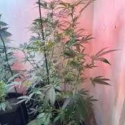 Green cure cbd zamnesia🍀