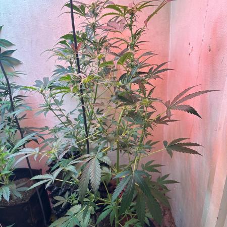 Green cure cbd zamnesia🍀