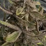 Northern lights by divine seeds!