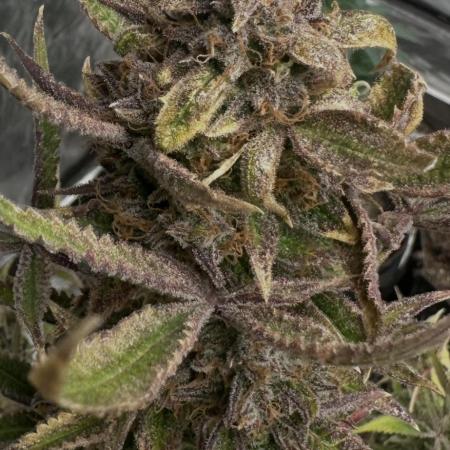 Northern lights by divine seeds!