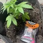 Sunset sherbert go fast