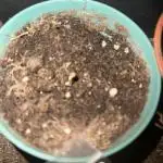 Grand mommy👵😈 purple