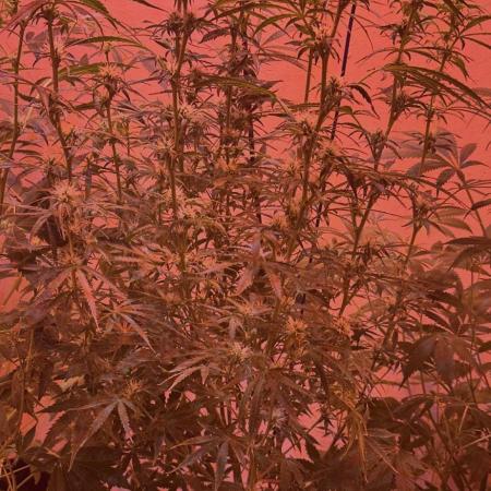 Auto diviner divine seeds