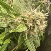 Kannabias new release zoap rose🌹