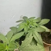 Grand mommy👵😈 purple