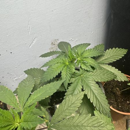 Grand mommy👵😈 purple