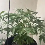 Northern lights by divine seeds!