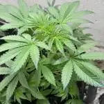 Sunset sherbert go fast