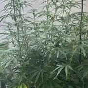 Auto diviner divine seeds