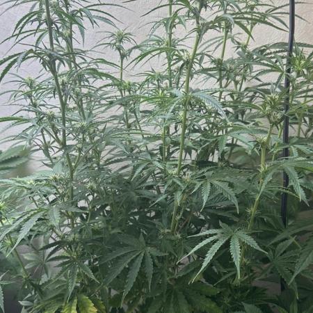 Auto diviner divine seeds