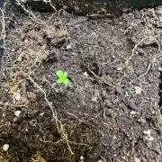 Green cure cbd zamnesia🍀