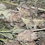 Auto diviner divine seeds