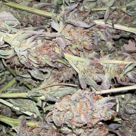 Auto diviner divine seeds