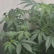 Northern lights by divine seeds!