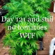Memes