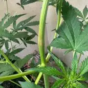 Green cure cbd zamnesia🍀