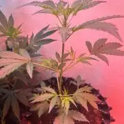 Green cure cbd zamnesia🍀