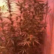 Auto diviner divine seeds