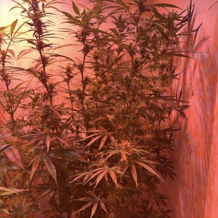 Auto diviner divine seeds