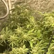 Kannabias new release zoap rose🌹