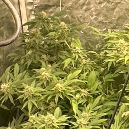 Kannabias new release zoap rose🌹