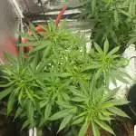 north thunderfuck pheno hunt 